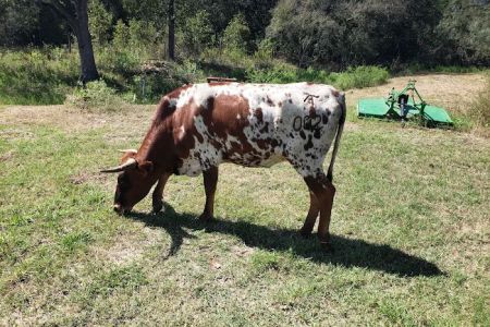 Chisholm Trail Veterinary Clinic of Luling