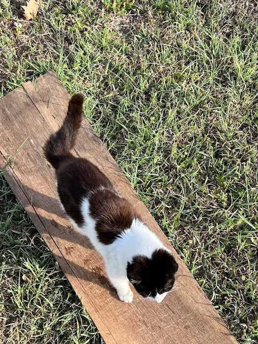 Chisholm Trail Veterinary Clinic of Luling 12