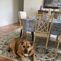 Pecan Grove Vet Clinic ico