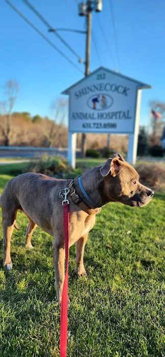 Shinnecock Animal Hospital 3