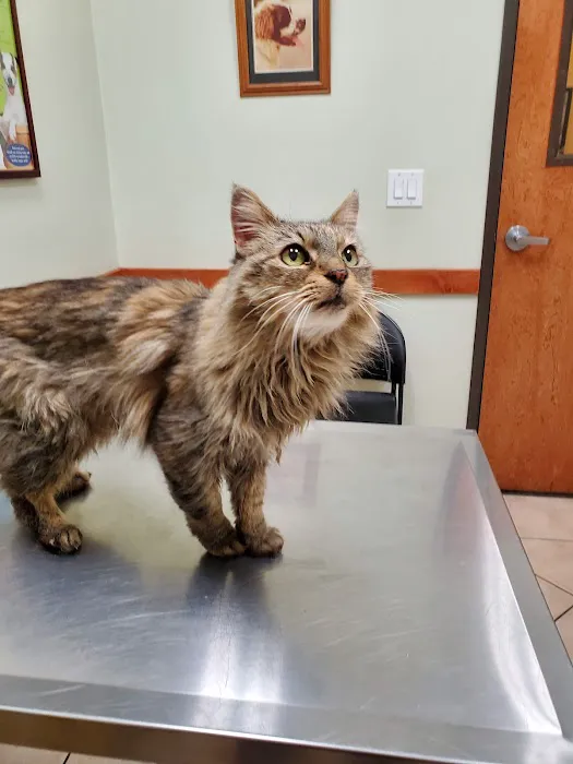Yucaipa Animal Hospital 4