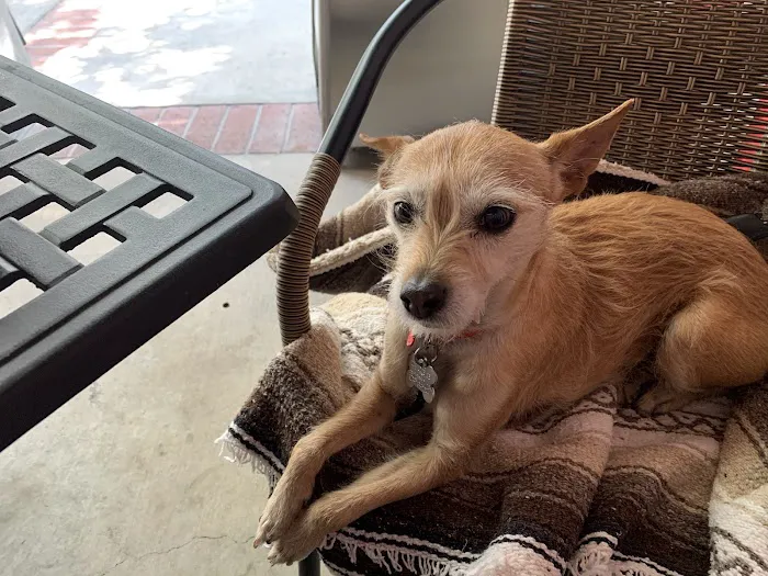 Yucaipa Animal Hospital 3