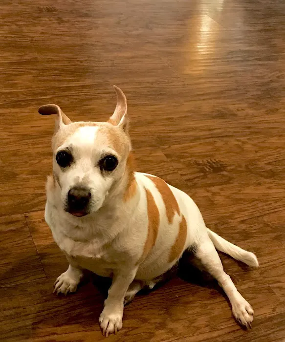 Yucaipa Animal Hospital 1