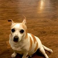Yucaipa Animal Hospital ico