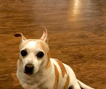 Yucaipa Animal Hospital