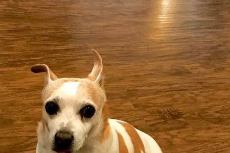 Yucaipa Animal Hospital