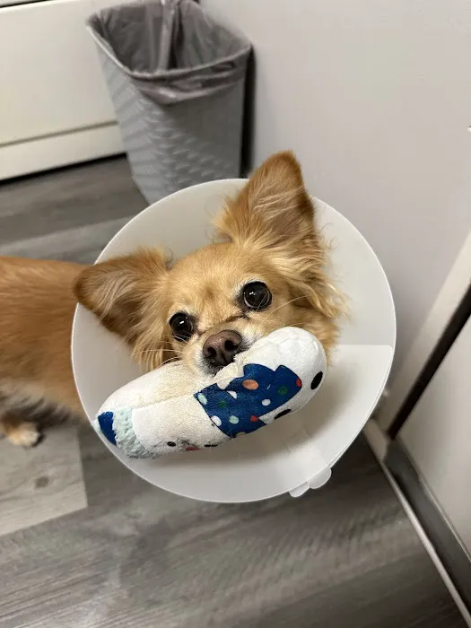 Yucaipa Animal Hospital 8