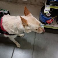 PetVet Vaccination Clinic ico