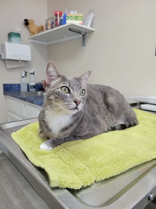 Calimesa Vet Clinic 7