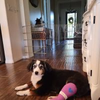 Calimesa Vet Clinic ico