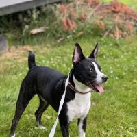 MacDonald Veterinary Hospital, Inc. ico