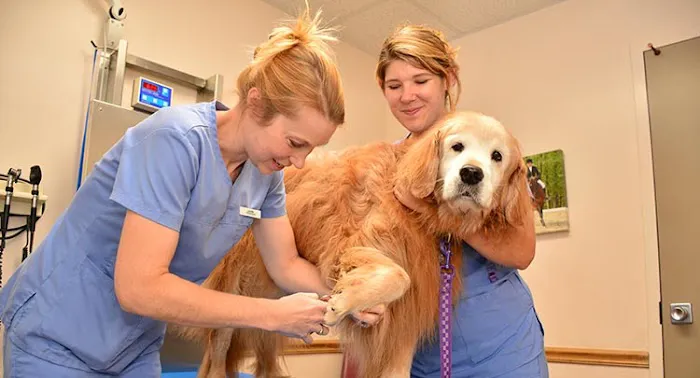 Salmon Brook Veterinary Hospital 8
