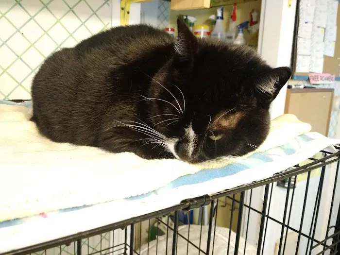 Holistic Vet - Marcie Fallek, DVM, CVA 4