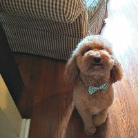 All Creatures Wise and Wonderful ico