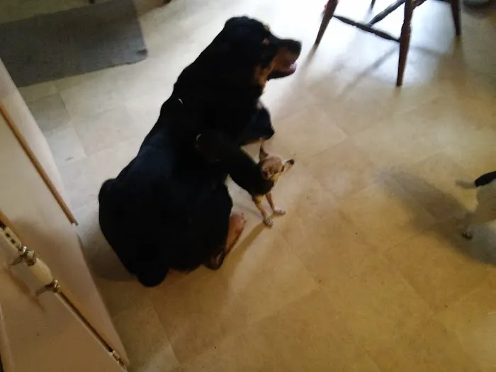 Connecticut Veterinary Center 12