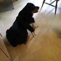 Connecticut Veterinary Center ico