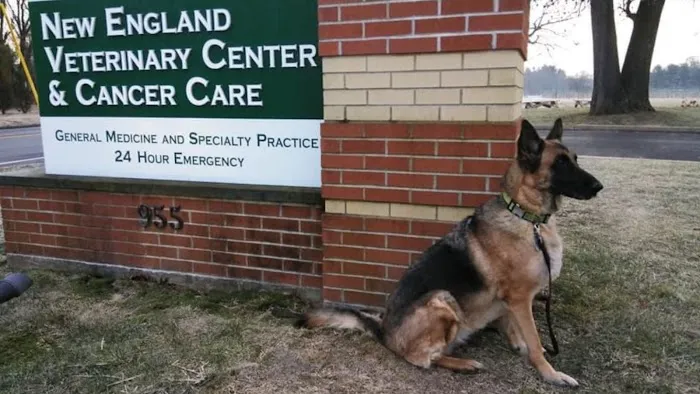 New England Veterinary Center & Cancer Center 12