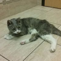 New England Veterinary Center & Cancer Center ico