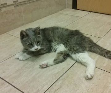 New England Veterinary Center & Cancer Center