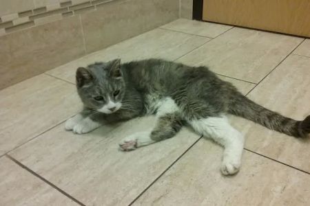 New England Veterinary Center & Cancer Center