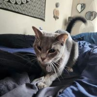 Banfield Pet Hospital ico