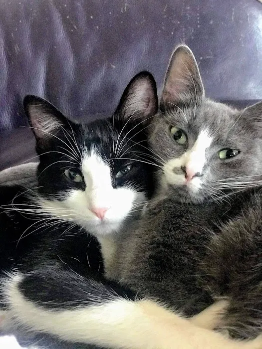 Companion Animal Medical Center 8