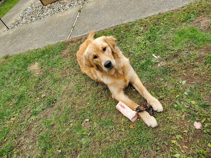 Companion Animal Medical Center 9
