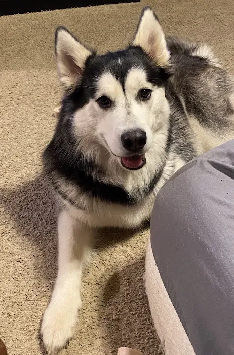 Companion Animal Medical Center 7