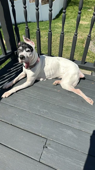 Companion Animal Medical Center 5