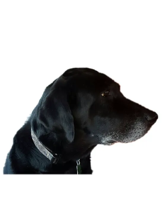 Rotterdam Veterinary Hospital 2