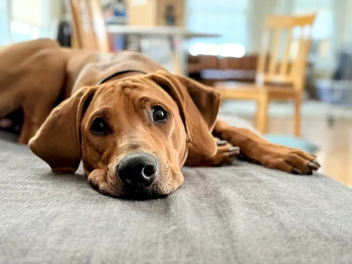 Niskayuna Animal Hospital 4