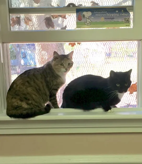 Niskayuna Animal Hospital 8
