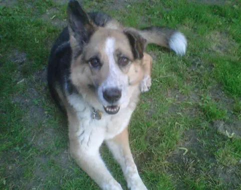 Niskayuna Animal Hospital 5