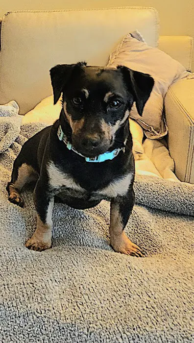 Niskayuna Animal Hospital 6