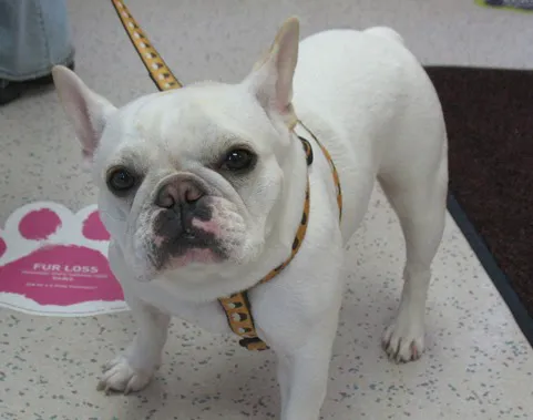 Niskayuna Animal Hospital 1