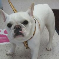 Niskayuna Animal Hospital ico