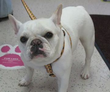 Niskayuna Animal Hospital