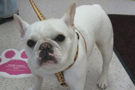 Niskayuna Animal Hospital