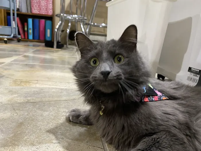 Capitaland Animal Hospital 7