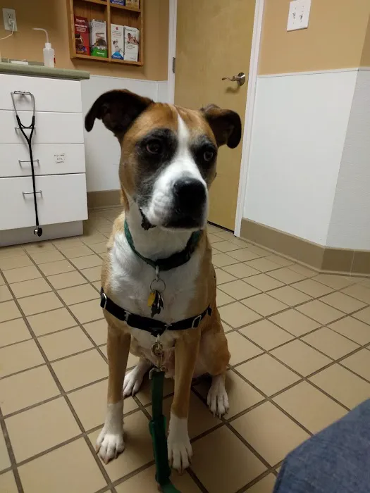 Double A Veterinary Hospital 12