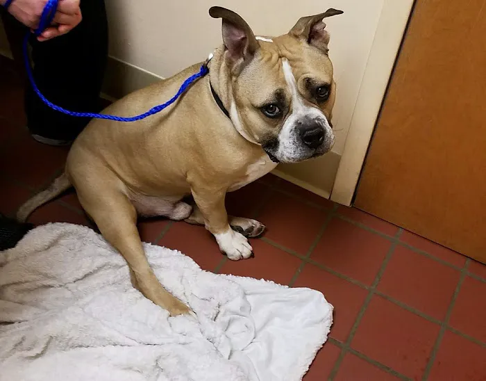 Beaver Brook Animal Hospital 12