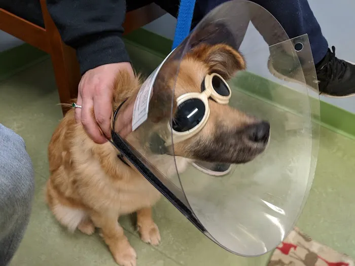 Beaver Brook Animal Hospital 12