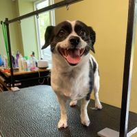 Beaver Brook Animal Hospital ico