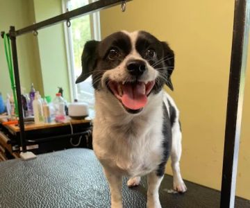 Beaver Brook Animal Hospital