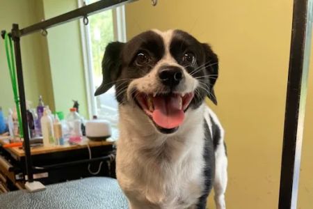 Beaver Brook Animal Hospital