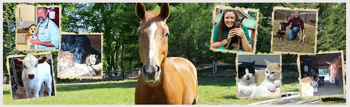 Beckett & Associates Veterinary Services 12