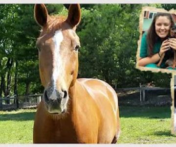 Beckett & Associates Veterinary Services