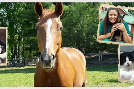 Beckett & Associates Veterinary Services