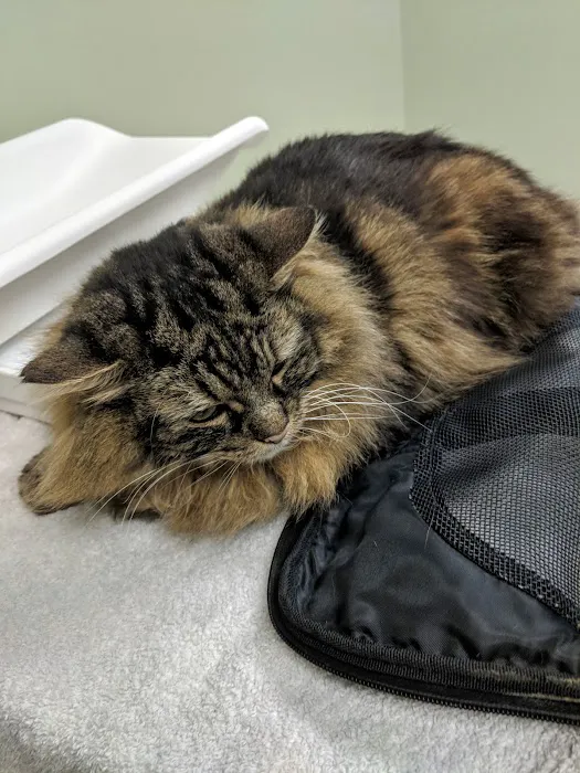 Higganum Veterinary Clinic 12