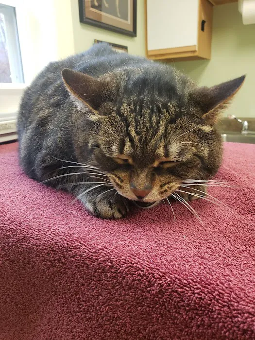 Higganum Veterinary Clinic 12